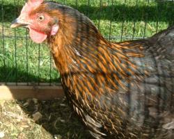 Our Garden Chickens