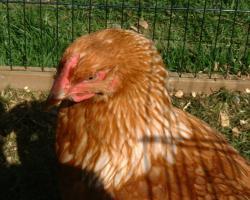 Garden Chicken