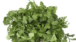 Coriander