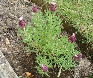 Kew Red Lavender