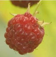 Raspberry Plants