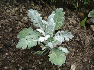 Cineraria Silver Dust