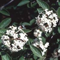 Viburnum Shrub