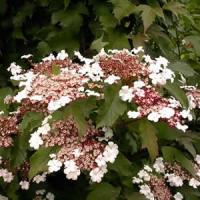 Viburnum - Onondaga