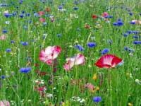 Wild Flower Mix