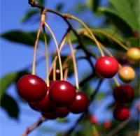 Bing Cherry