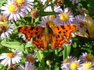 Comma Butteryfly