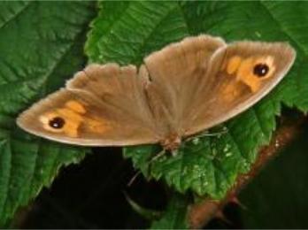 Meadow Brown