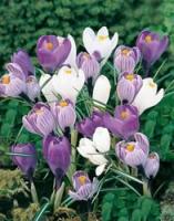 Crocus Bulbs